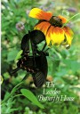 London Butterfly House Guide 1985 - Demetruis Swallowtails